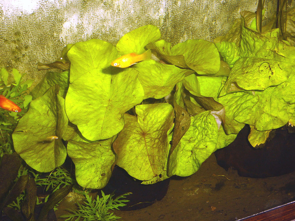 Nymphaea minuta Jan 06 05 Image021-1